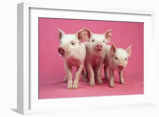 Piglets Standing in a Row on Pink Spotty Blanket-null-Framed Photographic Print