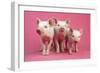 Piglets Standing in a Row on Pink Spotty Blanket-null-Framed Photographic Print