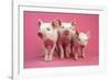 Piglets Standing in a Row on Pink Spotty Blanket-null-Framed Photographic Print