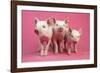 Piglets Standing in a Row on Pink Spotty Blanket-null-Framed Photographic Print