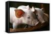 Piglets-Bjorn Svensson-Framed Stretched Canvas