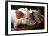 Piglets-Bjorn Svensson-Framed Premium Photographic Print