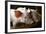 Piglets-Bjorn Svensson-Framed Premium Photographic Print