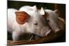 Piglets-Bjorn Svensson-Mounted Premium Photographic Print