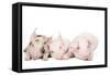 Piglets-null-Framed Stretched Canvas