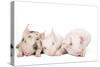 Piglets-null-Stretched Canvas