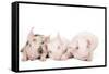 Piglets-null-Framed Stretched Canvas