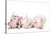 Piglets-null-Stretched Canvas