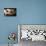 Piglets-Bjorn Svensson-Photographic Print displayed on a wall