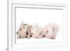 Piglets-null-Framed Photographic Print