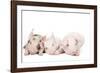 Piglets-null-Framed Photographic Print