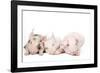 Piglets-null-Framed Photographic Print