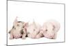 Piglets-null-Mounted Photographic Print