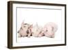 Piglets-null-Framed Photographic Print