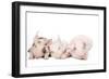 Piglets-null-Framed Photographic Print