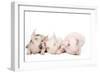 Piglets-null-Framed Photographic Print