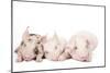 Piglets-null-Mounted Photographic Print