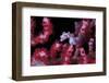 Pigmee Seahorse-Bernard Radvaner-Framed Premium Photographic Print