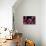 Pigmee Seahorse-Bernard Radvaner-Photographic Print displayed on a wall