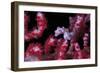 Pigmee Seahorse-Bernard Radvaner-Framed Photographic Print