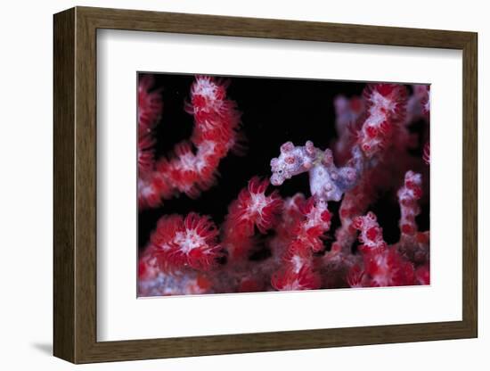 Pigmee Seahorse-Bernard Radvaner-Framed Photographic Print