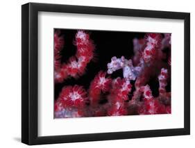 Pigmee Seahorse-Bernard Radvaner-Framed Photographic Print