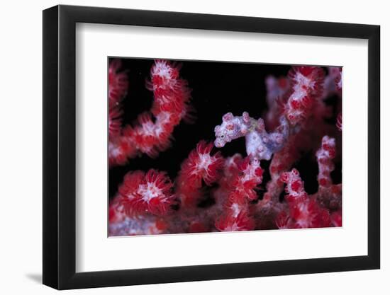 Pigmee Seahorse-Bernard Radvaner-Framed Photographic Print