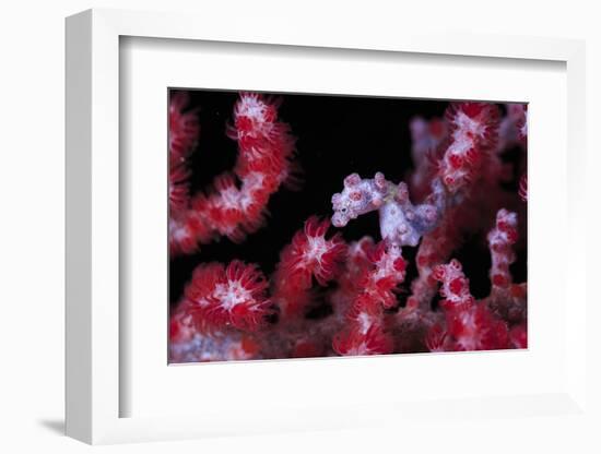 Pigmee Seahorse-Bernard Radvaner-Framed Photographic Print