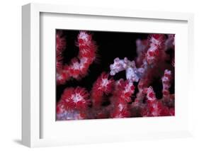 Pigmee Seahorse-Bernard Radvaner-Framed Photographic Print