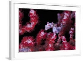 Pigmee Seahorse-Bernard Radvaner-Framed Photographic Print