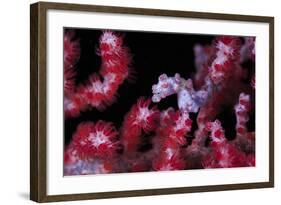 Pigmee Seahorse-Bernard Radvaner-Framed Photographic Print