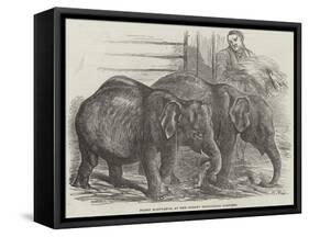 Pigmy Elephants, at the Surrey Zoological Gardens-Harrison William Weir-Framed Stretched Canvas