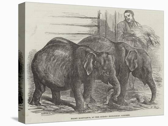 Pigmy Elephants, at the Surrey Zoological Gardens-Harrison William Weir-Stretched Canvas