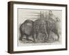 Pigmy Elephants, at the Surrey Zoological Gardens-Harrison William Weir-Framed Giclee Print