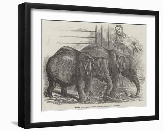 Pigmy Elephants, at the Surrey Zoological Gardens-Harrison William Weir-Framed Giclee Print