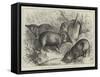 Pigmy Hogs from India at the Zoological Society's Gardens-null-Framed Stretched Canvas