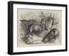 Pigmy Hogs from India at the Zoological Society's Gardens-null-Framed Giclee Print