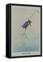 Pigmy Kingfisher-Louis Agassiz Fuertes-Framed Stretched Canvas