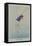 Pigmy Kingfisher-Louis Agassiz Fuertes-Framed Stretched Canvas