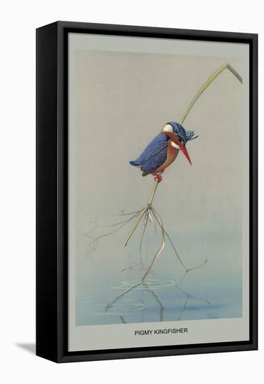 Pigmy Kingfisher-Louis Agassiz Fuertes-Framed Stretched Canvas