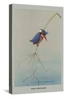 Pigmy Kingfisher-Louis Agassiz Fuertes-Stretched Canvas