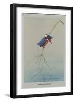 Pigmy Kingfisher-Louis Agassiz Fuertes-Framed Art Print