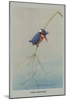 Pigmy Kingfisher-Louis Agassiz Fuertes-Mounted Art Print