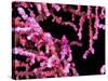 Pigmy Sea Horse (Hyppocampus Bargibanti)-Andrea Ferrari-Stretched Canvas