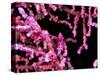 Pigmy Sea Horse (Hyppocampus Bargibanti)-Andrea Ferrari-Stretched Canvas