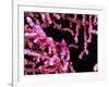 Pigmy Sea Horse (Hyppocampus Bargibanti)-Andrea Ferrari-Framed Photographic Print