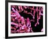 Pigmy Sea Horse (Hyppocampus Bargibanti)-Andrea Ferrari-Framed Photographic Print