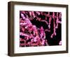 Pigmy Sea Horse (Hyppocampus Bargibanti)-Andrea Ferrari-Framed Photographic Print