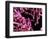 Pigmy Sea Horse (Hyppocampus Bargibanti)-Andrea Ferrari-Framed Photographic Print