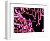 Pigmy Sea Horse (Hyppocampus Bargibanti)-Andrea Ferrari-Framed Photographic Print